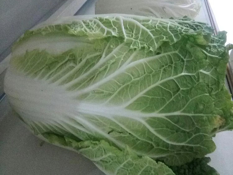 卷心白菜 卷心白菜