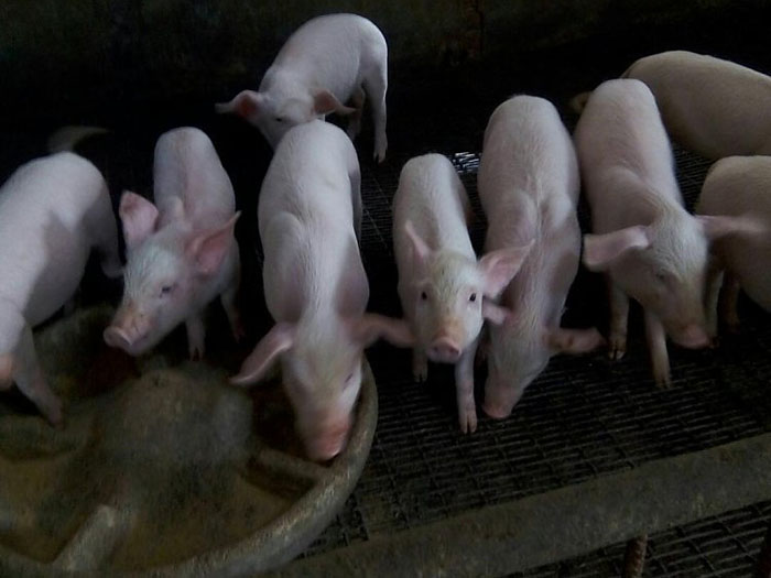 聚鑫汇生态普通仁福牌猪肉 聚鑫汇生态普通仁福牌猪肉