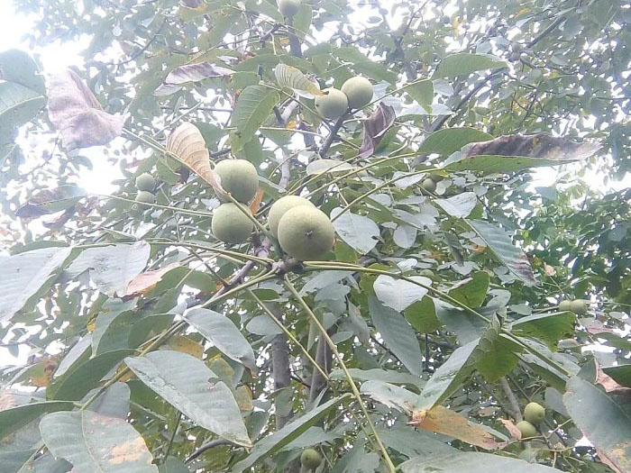 聚鑫汇 ff8de