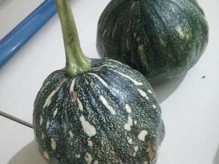 小春南瓜 小春南瓜